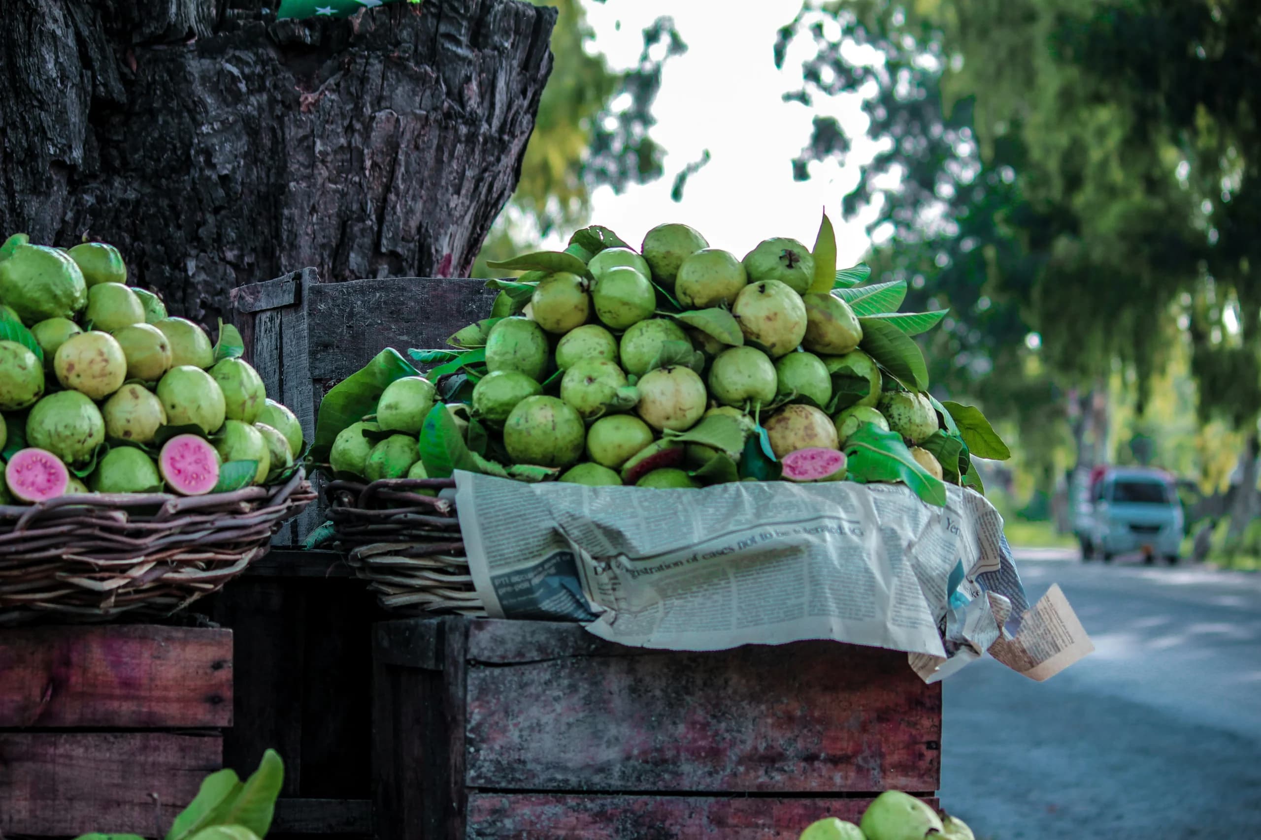 Jambu Biji. Jambu Biji.