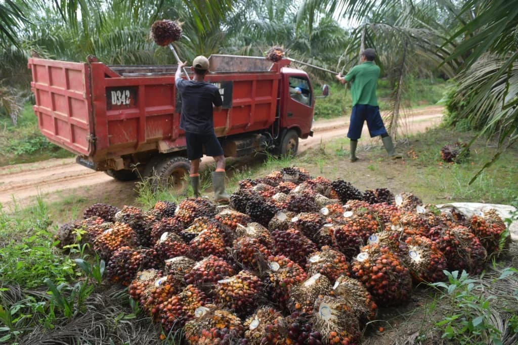 Pekerja memuat tandan buah segar (TBS) kelapa sawit ke atas truk di perkebunan kelapa sawit Ogan Komering Ilir (OKI), Sumatera Selatan, Kamis (26/3/2026). Badan Pusat Statistik mencatat ekspor crude palm oil (CPO) pada Januari 2026 mengalami peningkatan 59,63 persen menjadi 2.514 ribu ton atau senilai 2,29 miliar dollar AS dibandingkan pada januari 2025 sebesar 1,485 ribu ton senilai 1,75 miliar dollar AS. Pekerja memuat tandan buah segar (TBS) kelapa sawit ke atas truk di perkebunan kelapa sawit Ogan Komering Ilir (OKI), Sumatera Selatan, Kamis (26/3/2026). Badan Pusat Statistik mencatat ekspor crude palm oil (CPO) pada Januari 2026 mengalami peningkatan 59,63 persen menjadi 2.514 ribu ton atau senilai 2,29 miliar dollar AS dibandingkan pada januari 2025 sebesar 1,485 ribu ton senilai 1,75 miliar dollar AS.