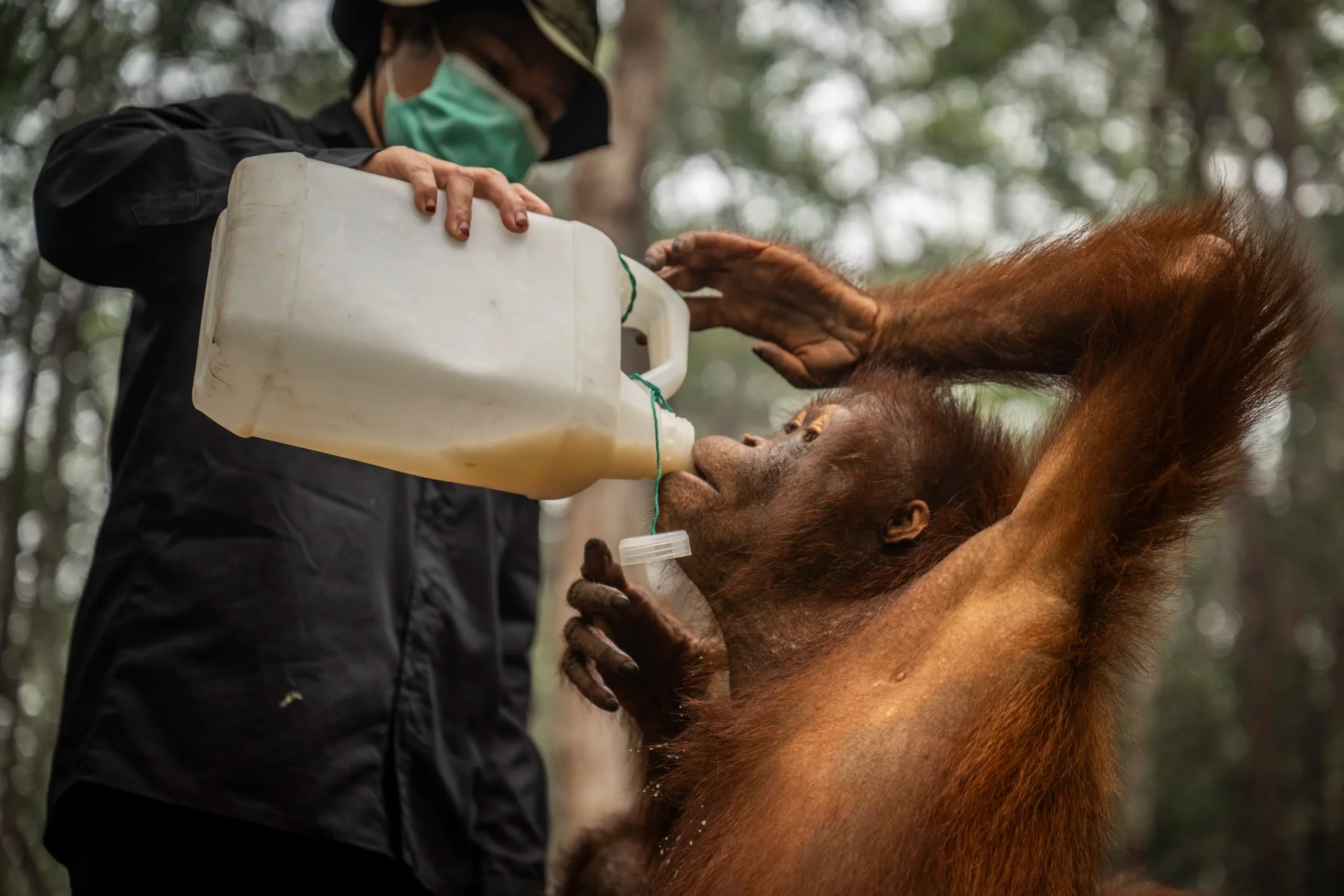 Pengasuh memberikan susu kepada individu orang utan (Pongo pygmaeus) di Sekolah Orang Utan Nyaru Menteng, Palangka Raya, Kalimantan Tengah, Kamis (10/9/2026). Pengasuh memberikan susu kepada individu orang utan (Pongo pygmaeus) di Sekolah Orang Utan Nyaru Menteng, Palangka Raya, Kalimantan Tengah, Kamis (10/9/2026).