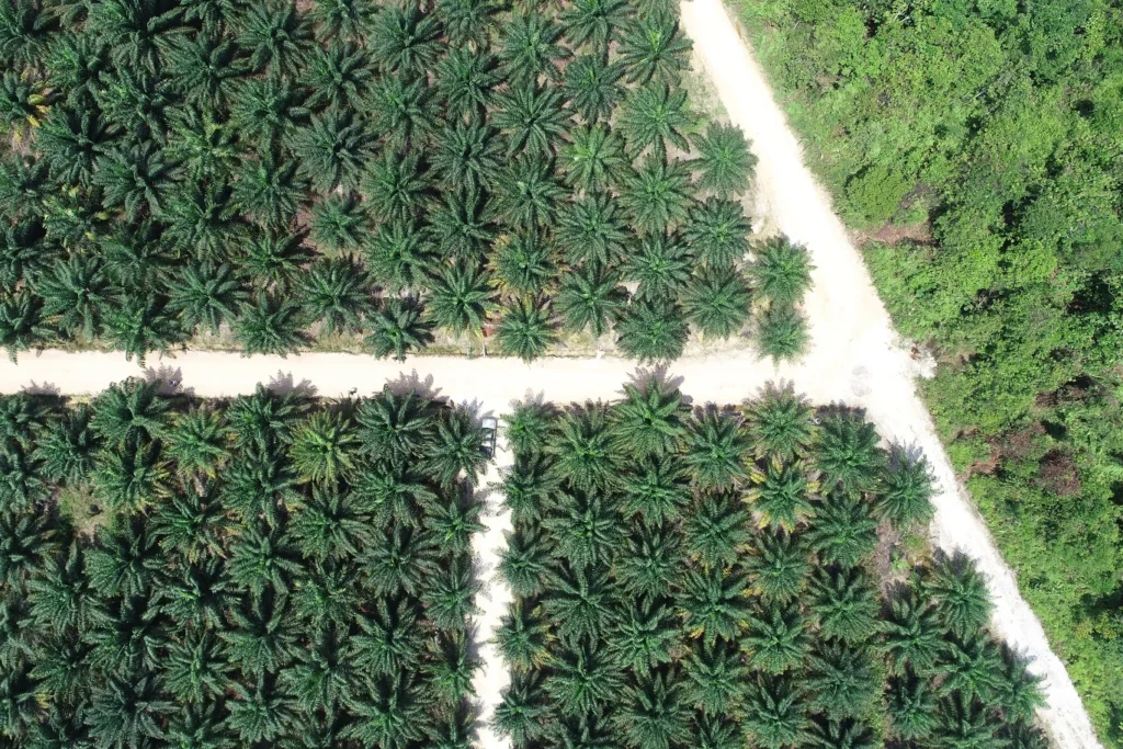 Ilustrasi Kebun Sawit.